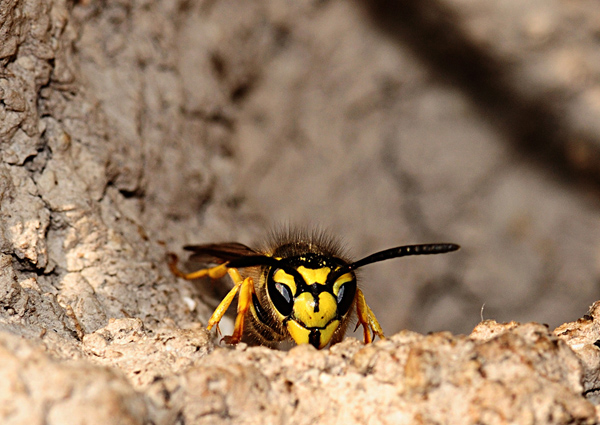 Vespe scavatrici: Vespula germanica (Vespidae)